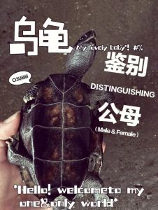 龟壳颜色行为大不同（巴西龟和草龟怎么区分）