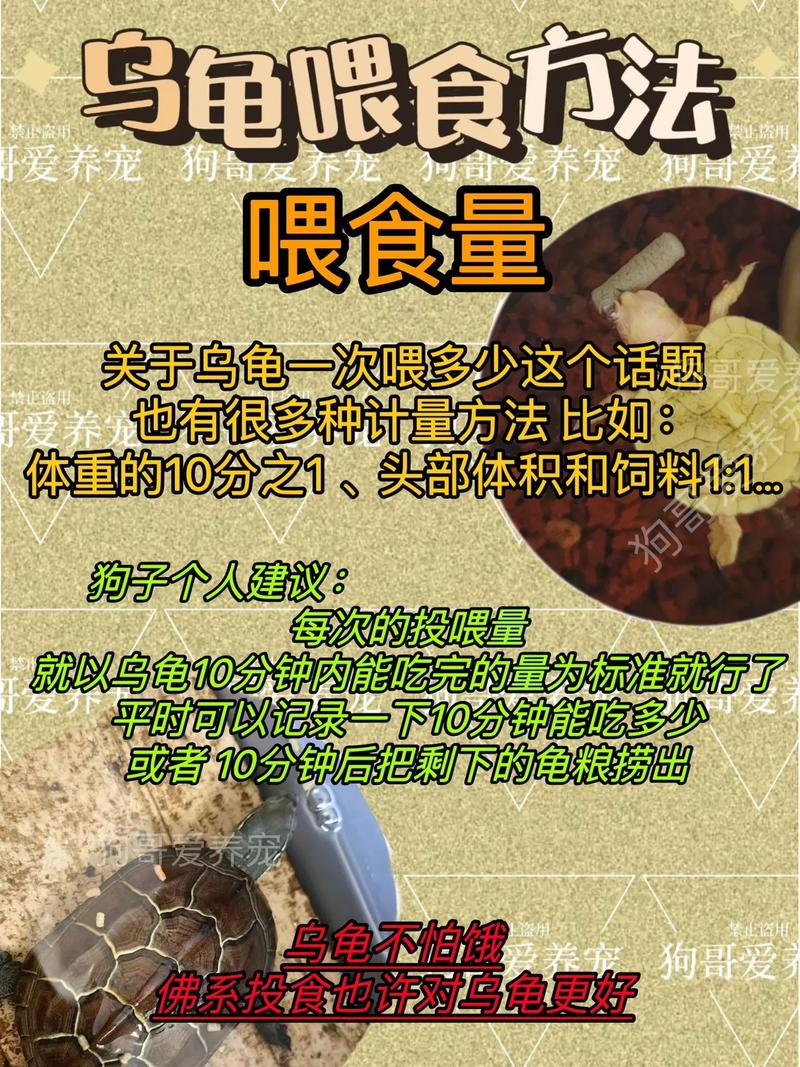 幼龟高蛋白,成年均衡,频率随年龄变(巴西龟吃什么食物一般几天喂食一次) 幼龟高蛋白,成年均衡,频率随年龄变(巴西龟吃什么食物一般几天喂食一次)
