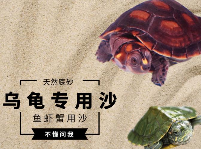 沙土保湿好,体弱水温32℃(广东冬天乌龟放水里还是沙子) 沙土保湿好,体弱水温32℃(广东冬天乌龟放水里还是沙子)