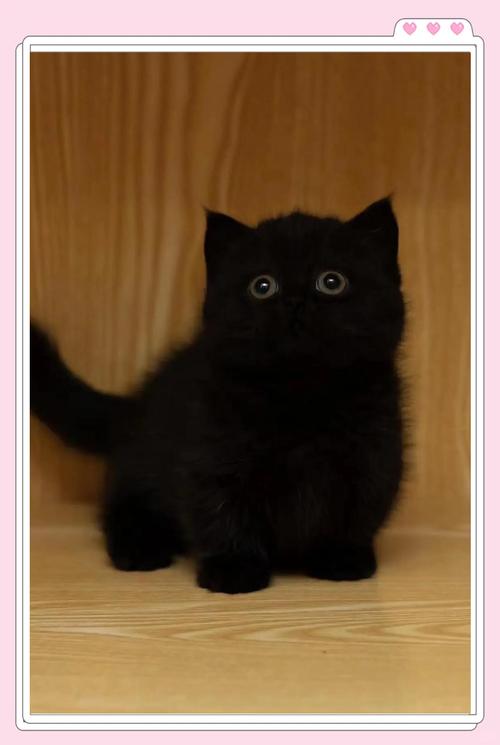 黑色猫咪有啥品种?性格外貌都不同(黑色宠物猫是什么品种) 黑色猫咪有啥品种?性格外貌都不同(黑色宠物猫是什么品种)