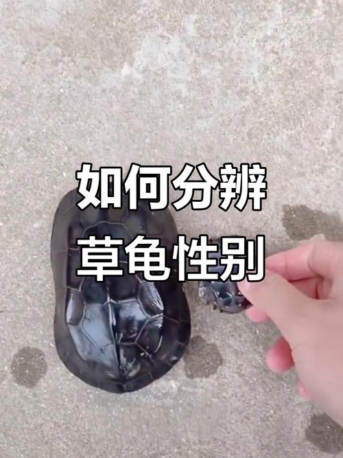 草龟公母辨与饲养小知识(草龟公母哪个长得快) 草龟公母辨与饲养小知识(草龟公母哪个长得快)