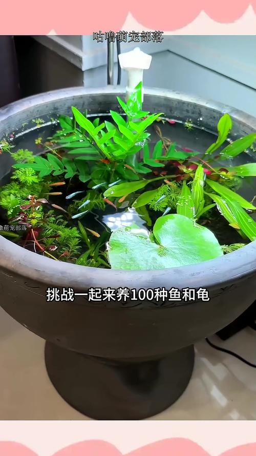 色彩鲜艳好养的青鳉(青鳉观背在龟缸里的作用) 色彩鲜艳好养的青鳉(青鳉观背在龟缸里的作用)