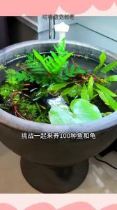 色彩鲜艳好养的青鳉（青鳉观背在龟缸里的作用）