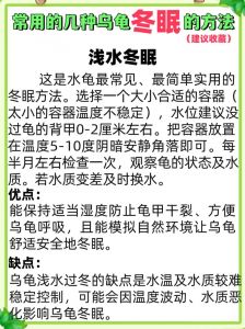 生态龟缸助乌龟自然冬眠（乌龟在生态龟缸里怎么冬眠）