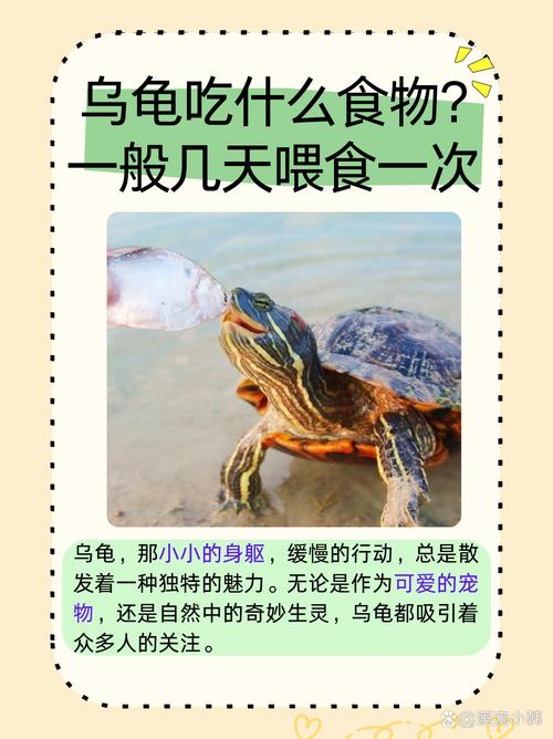 素食杂食肉食全知道(乌龟吃荤还是吃素) 素食杂食肉食全知道(乌龟吃荤还是吃素)