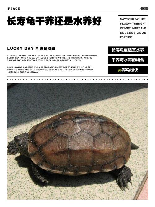 乌龟水养还是干养?养护关键看这几点(小乌龟干养还是水养好) 乌龟水养还是干养?养护关键看这几点(小乌龟干养还是水养好)