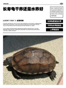 乌龟水养还是干养？养护关键看这几点（小乌龟干养还是水养好）