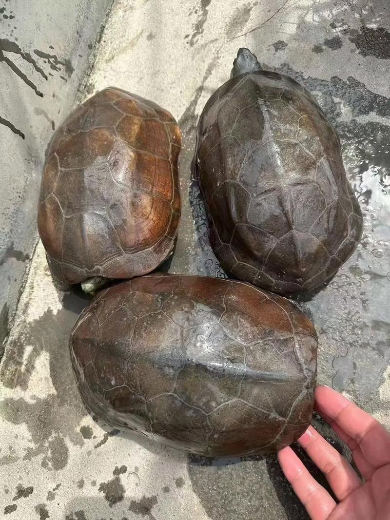 尺寸与空间,责任与科学养龟(二十公分的乌龟多大了) 尺寸与空间,责任与科学养龟(二十公分的乌龟多大了)
