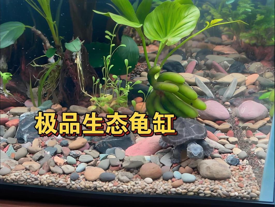 龟鱼不能混养,水深食性都相克(乌龟能放鱼缸里和鱼一起养吗) 龟鱼不能混养,水深食性都相克(乌龟能放鱼缸里和鱼一起养吗)