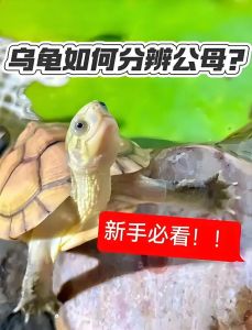 养龟注意性别数量，红腿陆龟混养要空间足（母龟和公龟可以一起养吗）