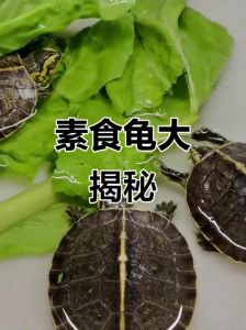 素食乌龟品种与饲养方法（吃素的乌龟合法的）