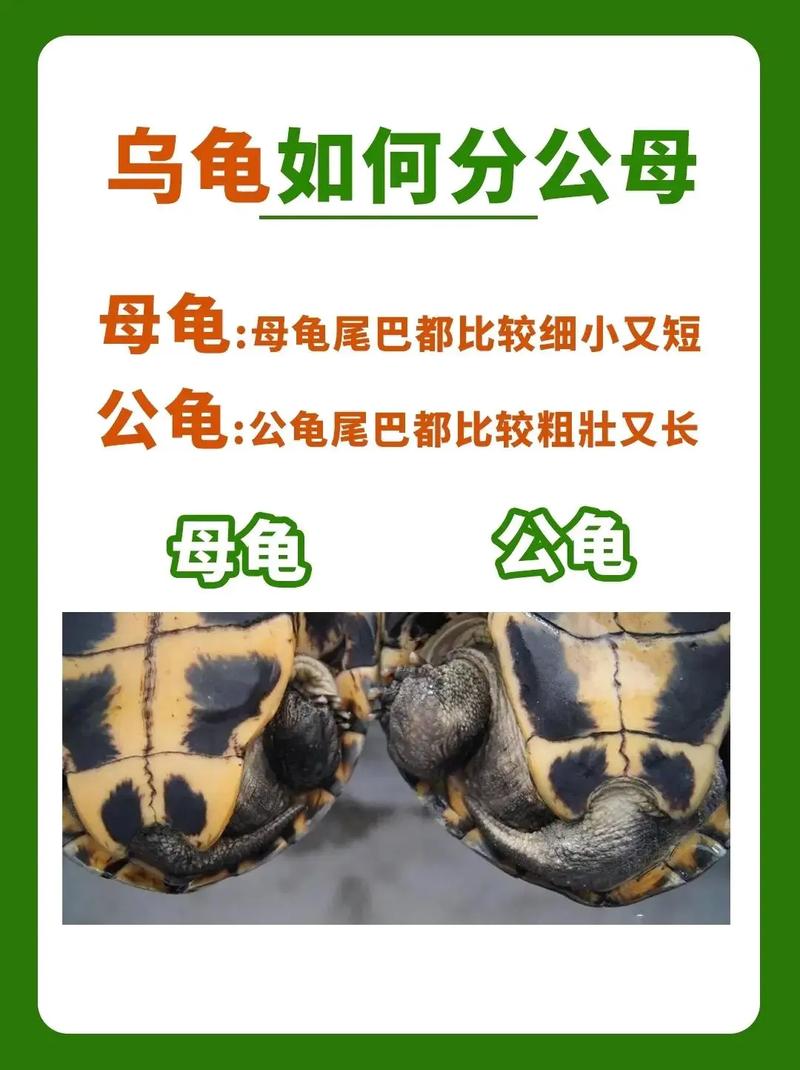 本土温和VS入侵活泼(草龟与巴西龟的区别) 本土温和VS入侵活泼(草龟与巴西龟的区别)