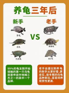 巴西龟互动强易生病，草龟安静寿命长但饲养难，选龟要考虑喜好预算（巴西龟和草龟哪个好养活）