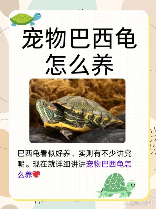 巴西龟更易养活,适应力强,食性广,抗病,混养需谨慎(草龟巴西龟哪个好养) 巴西龟更易养活,适应力强,食性广,抗病,混养需谨慎(草龟巴西龟哪个好养)