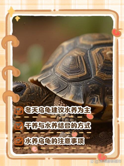 龟舍水陆平衡,湿度饮食皆关键(乌龟要水养还是干养) 龟舍水陆平衡,湿度饮食皆关键(乌龟要水养还是干养)