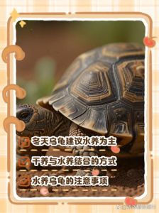 龟舍水陆平衡，湿度饮食皆关键（乌龟要水养还是干养）