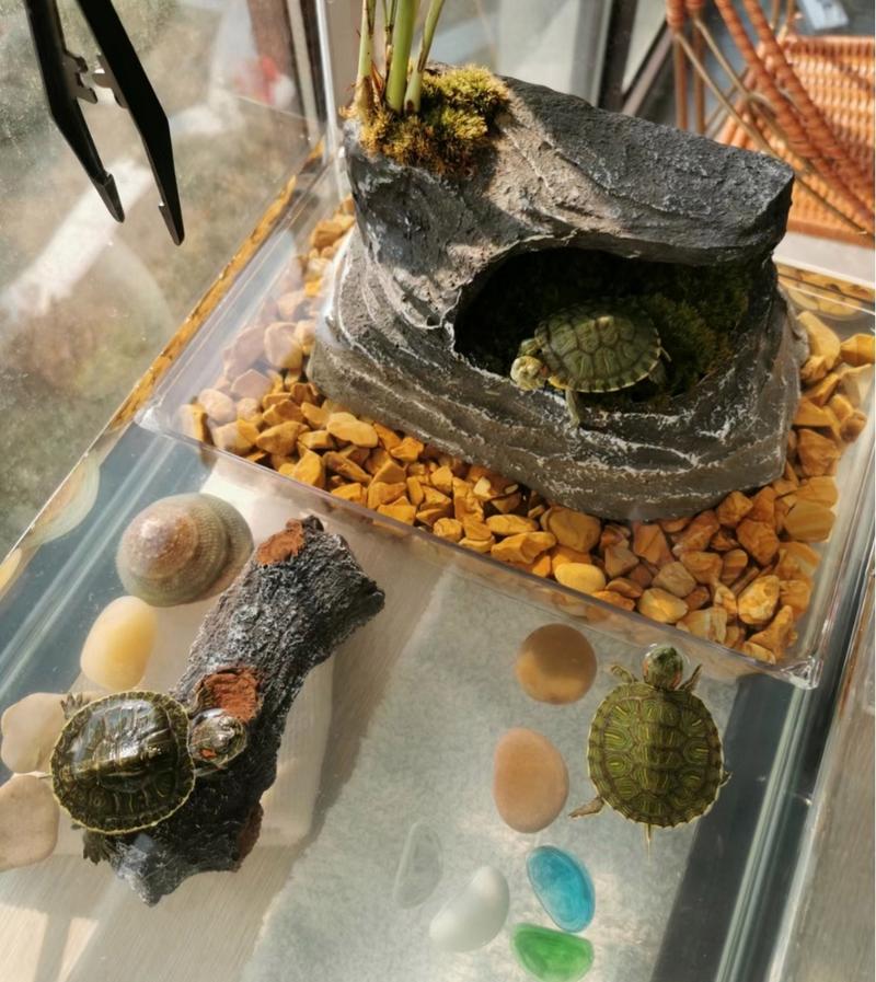 过滤植物与安全维护(草龟缸造景布置大全图) 过滤植物与安全维护(草龟缸造景布置大全图)