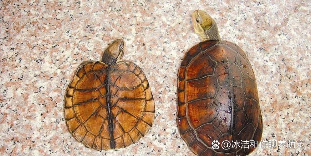 小鳄龟蛋龟草龟养水简单,自来水除氯即可(对水质没要求的乌龟有哪些) 小鳄龟蛋龟草龟养水简单,自来水除氯即可(对水质没要求的乌龟有哪些)