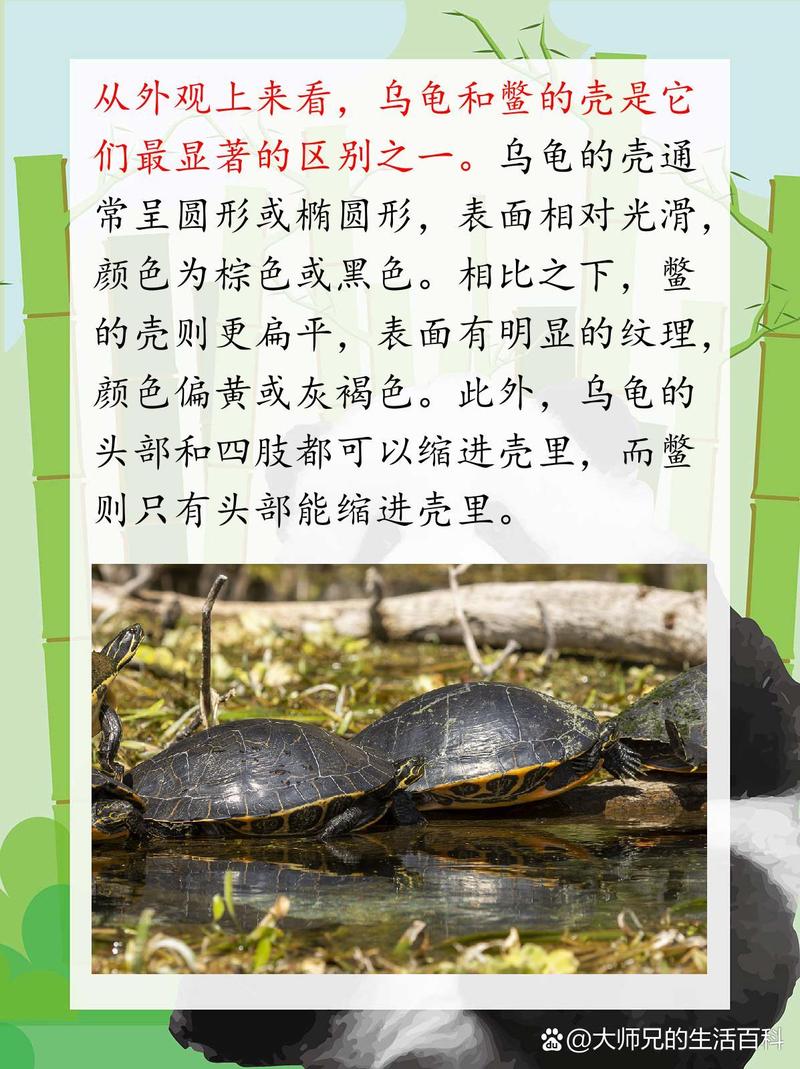 选养鳖好滋补,乌龟当宠物,看喜好选对(养老鳖和乌龟怎么选) 选养鳖好滋补,乌龟当宠物,看喜好选对(养老鳖和乌龟怎么选)