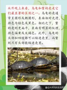 选养鳖好滋补，乌龟当宠物，看喜好选对（养老鳖和乌龟怎么选）