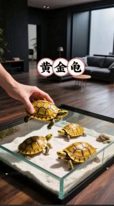 三黄乌龟，互动性强，价格高（黄色的乌龟是什么品种）