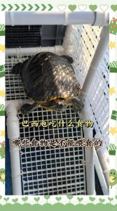 乌龟冬天不吃食？看这里！（冬天能给乌龟喂吃的吗）