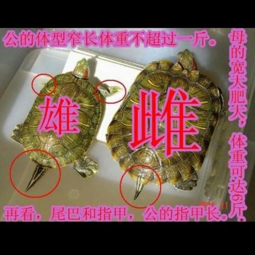 看尾巴和腹甲区分巴西龟公母(巴西红耳龟怎么分公母图解) 看尾巴和腹甲区分巴西龟公母(巴西红耳龟怎么分公母图解)