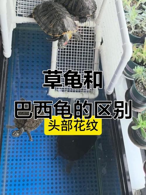 中华草龟巴西龟混养易冲突,建议选习性相近龟类(中华草龟能和巴西龟一起养吗) 中华草龟巴西龟混养易冲突,建议选习性相近龟类(中华草龟能和巴西龟一起养吗)