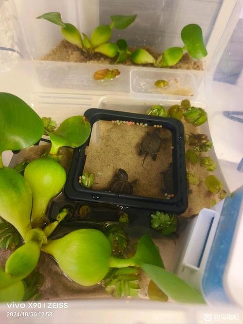 龟缸白线虫怎么办?清洁除虫防富营养(乌龟缸里有白色线状的小虫子) 龟缸白线虫怎么办?清洁除虫防富营养(乌龟缸里有白色线状的小虫子)