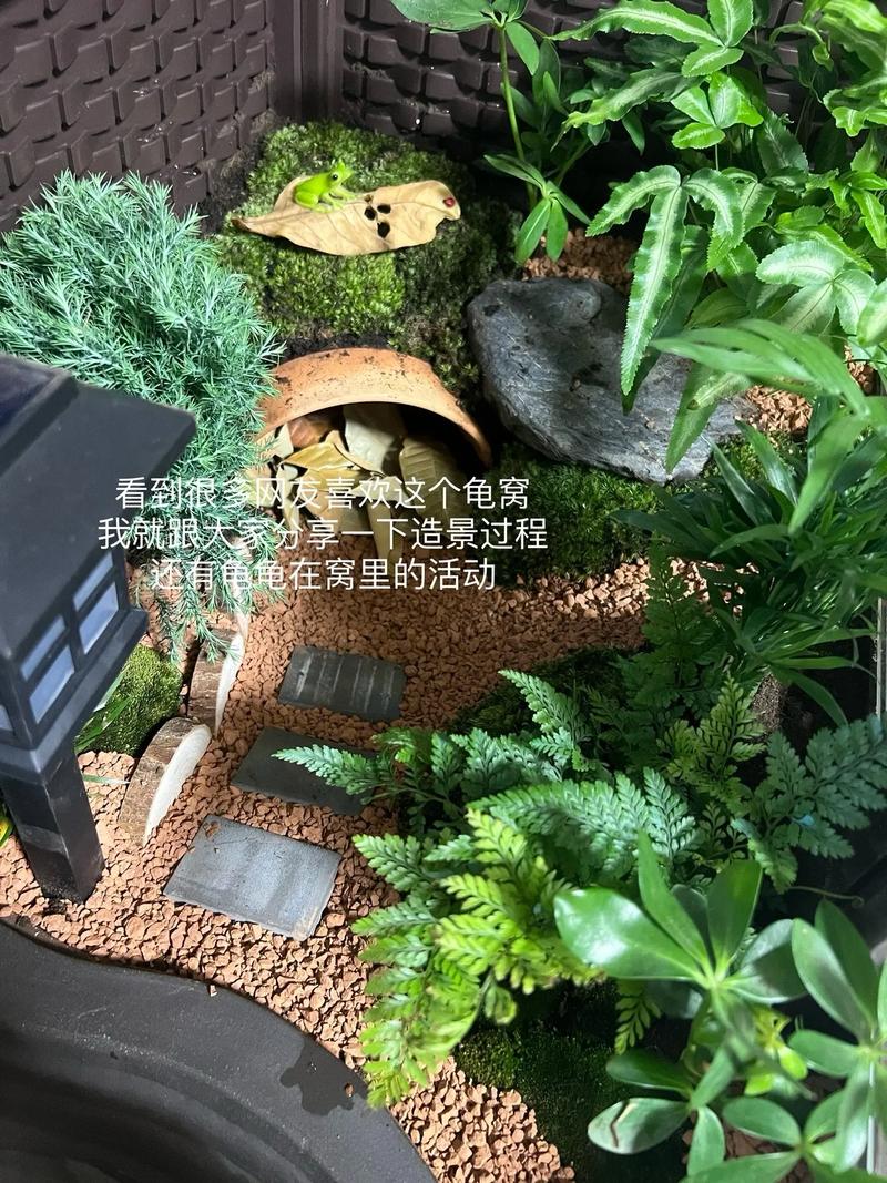 水陆分区,UV加热,勤清洁(乌龟窝怎么布置) 水陆分区,UV加热,勤清洁(乌龟窝怎么布置)