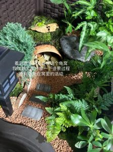 水陆分区，UV加热，勤清洁（乌龟窝怎么布置）