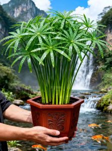 养龟草，绿九冠好，净水又省钱（龟缸净化水好养活的草）