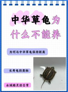 健康安全须知（为什么老人说家里不能养乌龟）