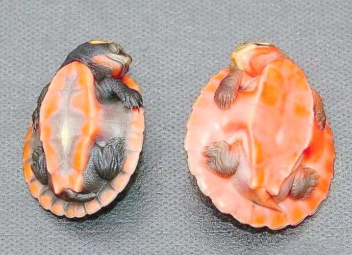 圆澳龟公母辨别方法(圆澳龟公母区分图) 圆澳龟公母辨别方法(圆澳龟公母区分图)