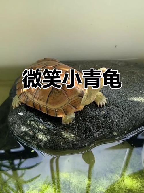 乌龟食欲与环境健康食物的关系(为什么有的乌龟不吃虾小青龟) 乌龟食欲与环境健康食物的关系(为什么有的乌龟不吃虾小青龟)