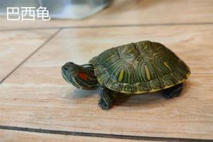 草龟巴西龟怎么选？新手巴西龟，老手草龟（草龟和巴西龟哪个好养）