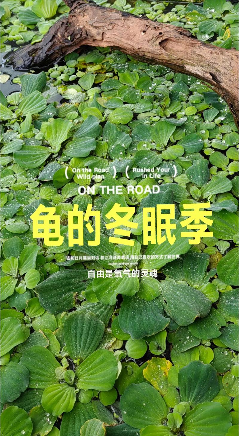营养加温,健康过冬(冬天怎样养小乌龟) 营养加温,健康过冬(冬天怎样养小乌龟)