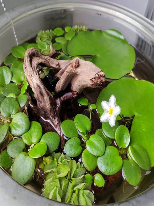 沉水挺水浮水植物选择与搭配(养龟缸里净水最强的植物) 沉水挺水浮水植物选择与搭配(养龟缸里净水最强的植物)