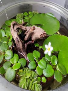 沉水挺水浮水植物选择与搭配（养龟缸里净水最强的植物）