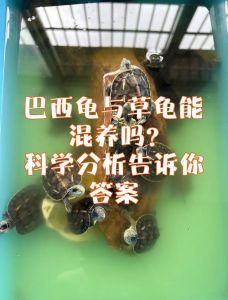 草龟巴西龟怎么选？新手好养易互动（草龟和巴西龟哪个好）