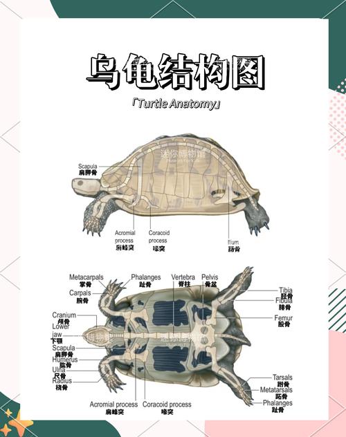 海洋与陆地的不同生活(海龟与乌龟的区别图片) 海洋与陆地的不同生活(海龟与乌龟的区别图片)