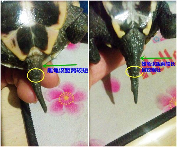 母龟产卵难繁殖,养殖需公母配对(有几只母乌龟没有公乌龟) 母龟产卵难繁殖,养殖需公母配对(有几只母乌龟没有公乌龟)