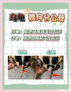 母龟温顺好养，公龟活泼需多照顾（公龟好还是母龟好）