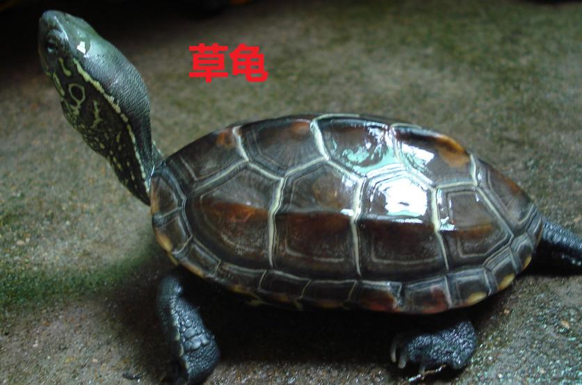 巴西龟强草龟乖,养龟需耐心(巴西龟和草龟哪个好) 巴西龟强草龟乖,养龟需耐心(巴西龟和草龟哪个好)