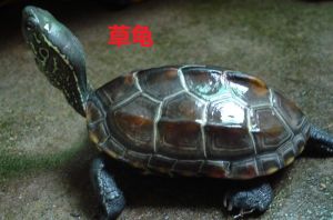 巴西龟强草龟乖，养龟需耐心（巴西龟和草龟哪个好）