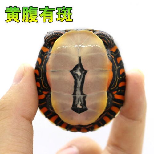 西锦东锦龟混养可行,注意性别和体型(西锦龟可以和东锦龟一起养吗) 西锦东锦龟混养可行,注意性别和体型(西锦龟可以和东锦龟一起养吗)
