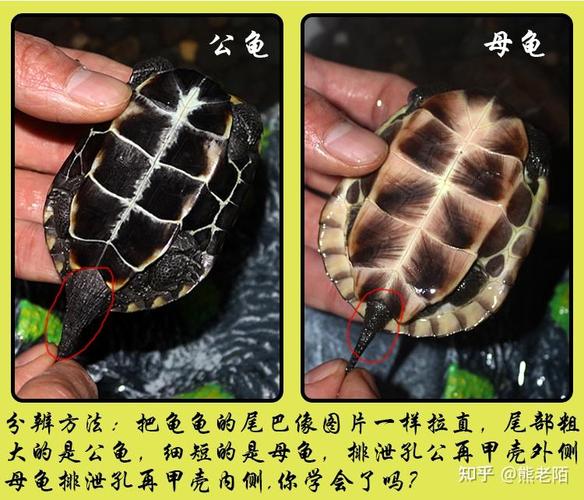 成年特征明显(乌龟公母如何区分图片) 成年特征明显(乌龟公母如何区分图片)