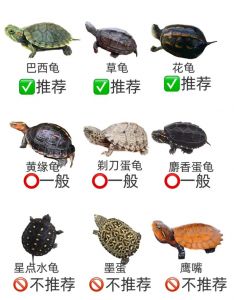 新手养龟选巴西草龟，注意空间和照料，守法放生护生态（最好养活的乌龟是什么）