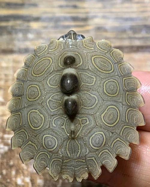 看瘤纹甲,选活泼龟,配好环境(黑瘤地图龟什么样的好) 看瘤纹甲,选活泼龟,配好环境(黑瘤地图龟什么样的好)