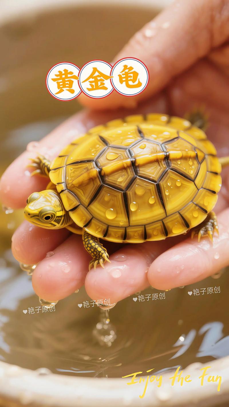 非学名泛指,养护要点看这里(黄金龟是什么品种) 非学名泛指,养护要点看这里(黄金龟是什么品种)